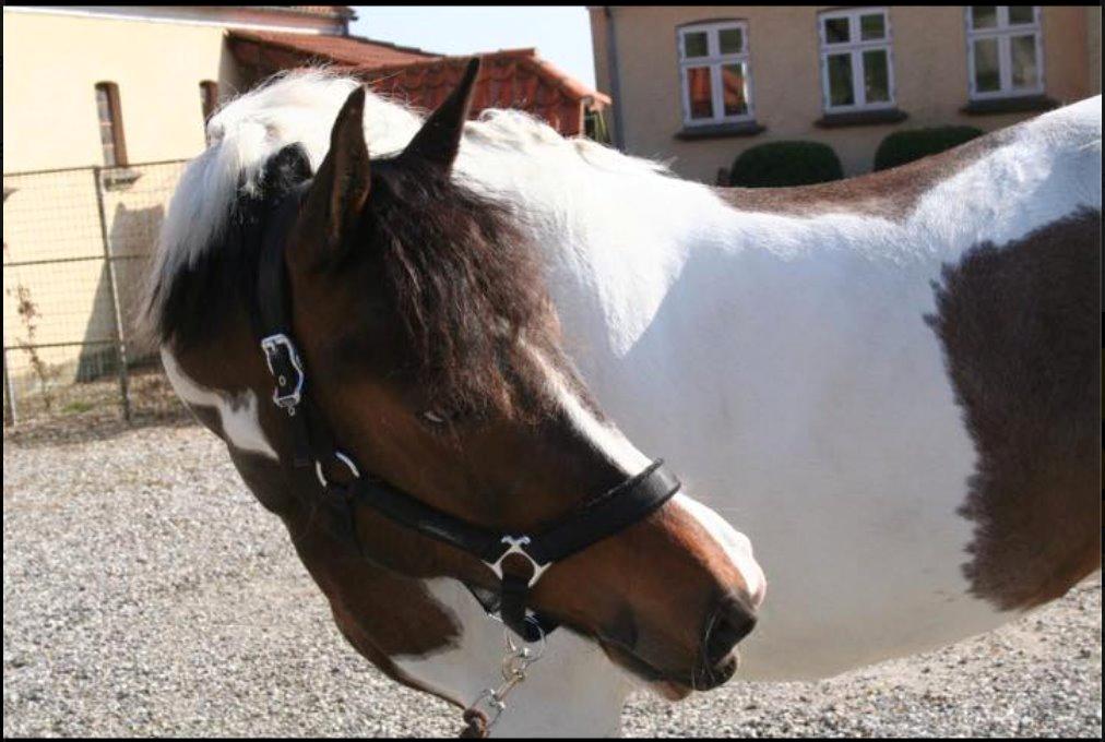 Pinto Sunrise Von Torresco (Justin) <3 - Skønheden!! billede 3