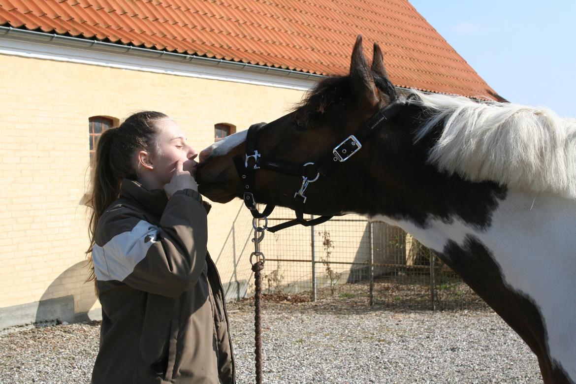 Pinto Sunrise Von Torresco (Justin) <3 - kys!! billede 1