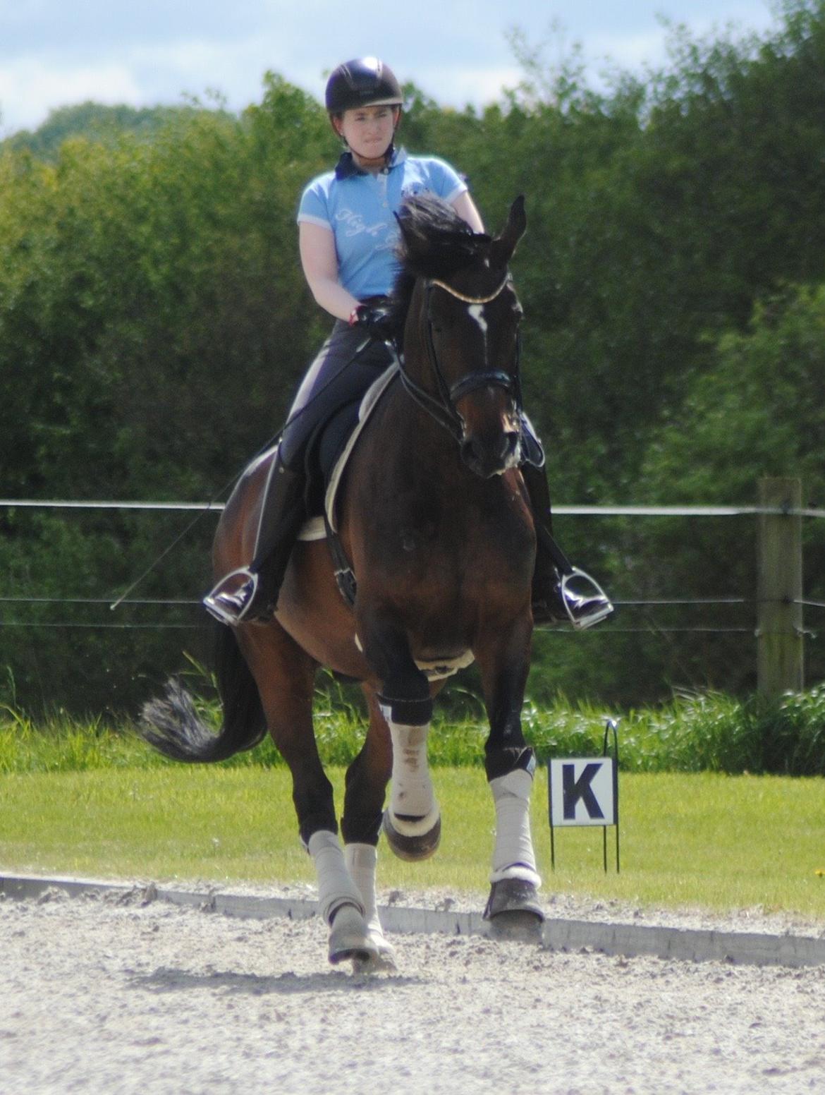 Dansk Varmblod Hjorth's Diamond Boy billede 18