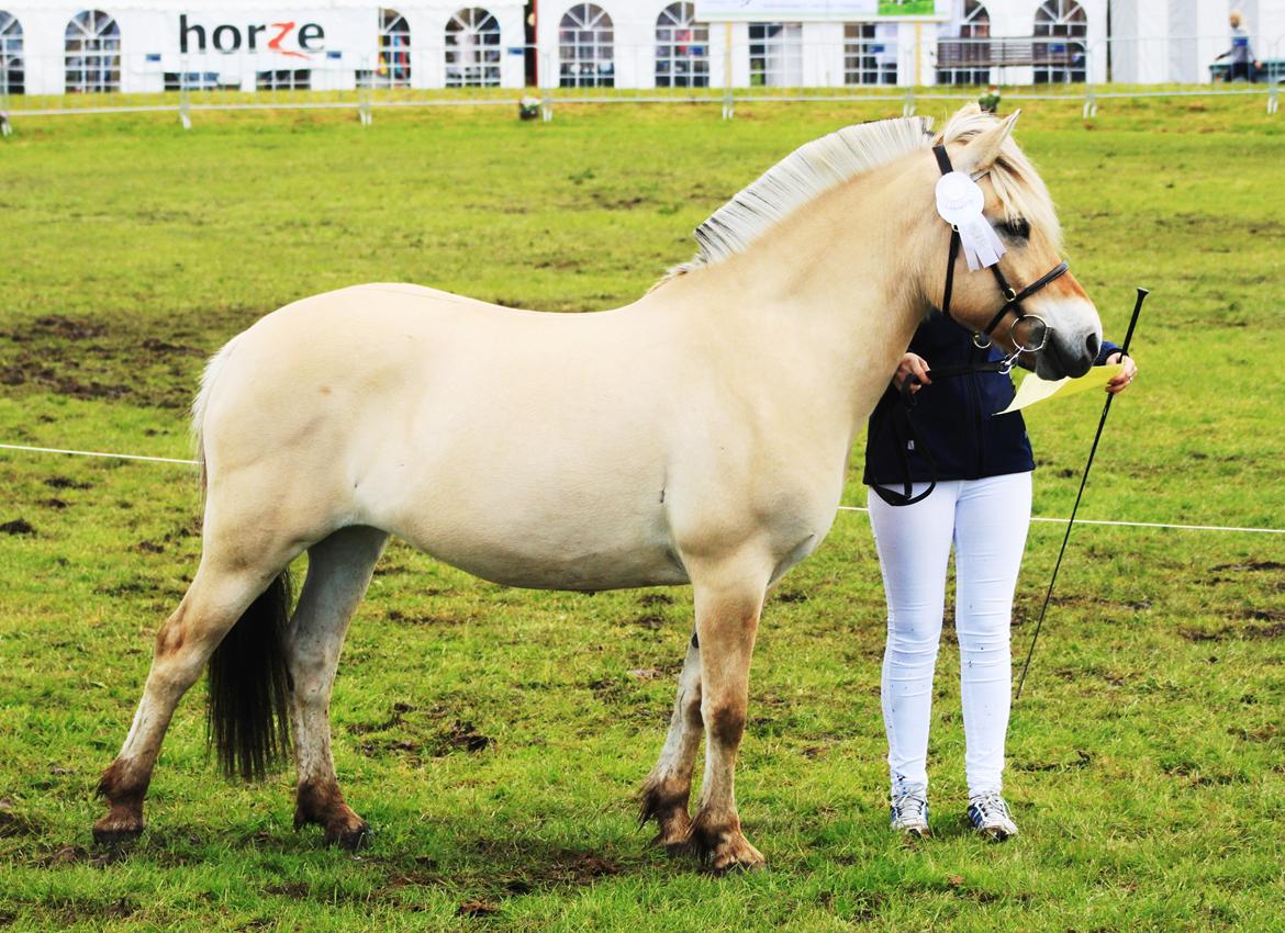 Fjordhest Estel Tidselbjerg - Aabenraa Dyrskue, 22 ud af 24 point billede 15