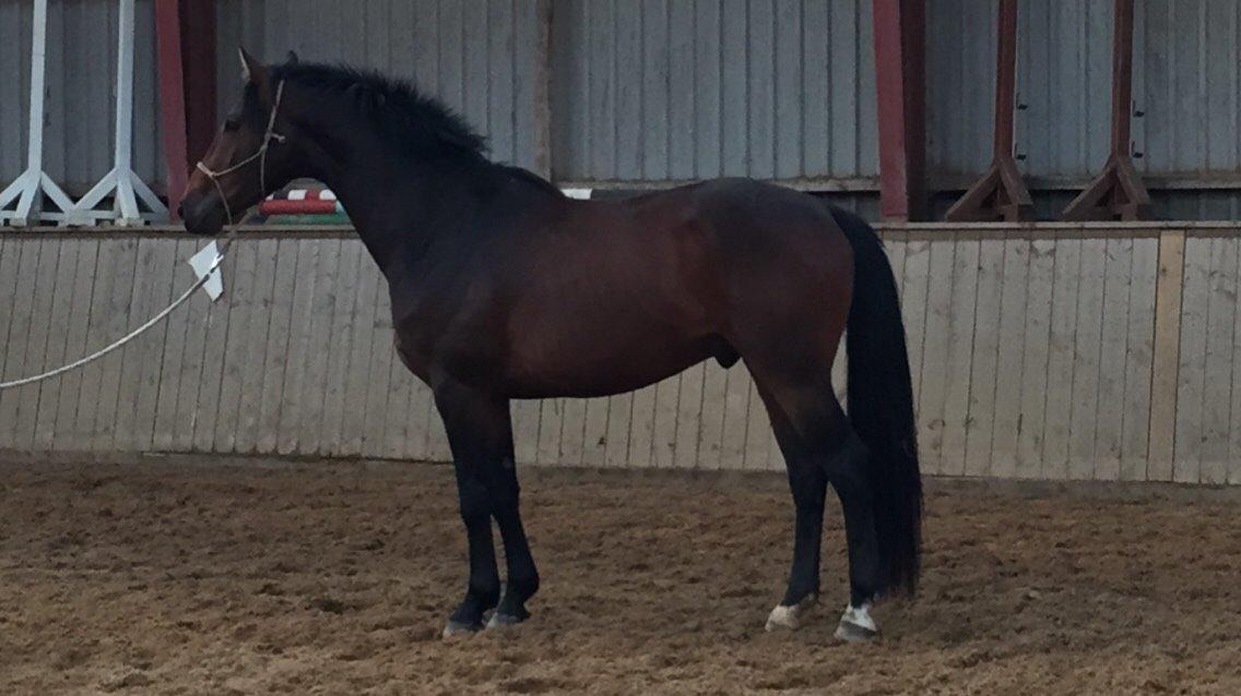 Dansk Varmblod Gredstedgaards Locksley billede 6