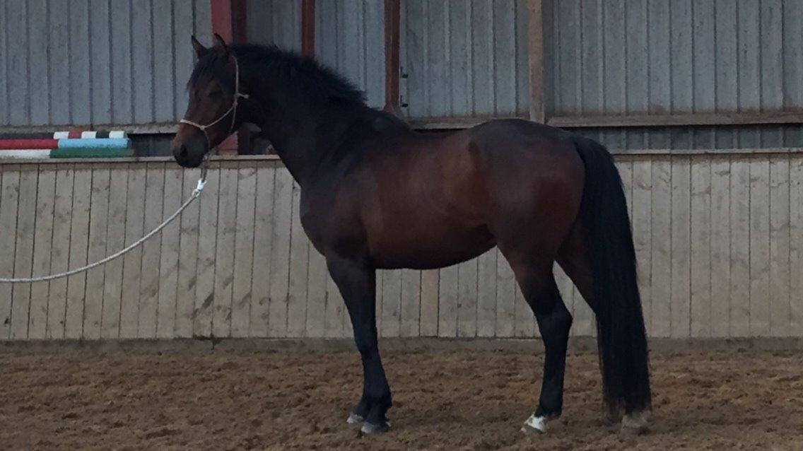 Dansk Varmblod Gredstedgaards Locksley billede 7