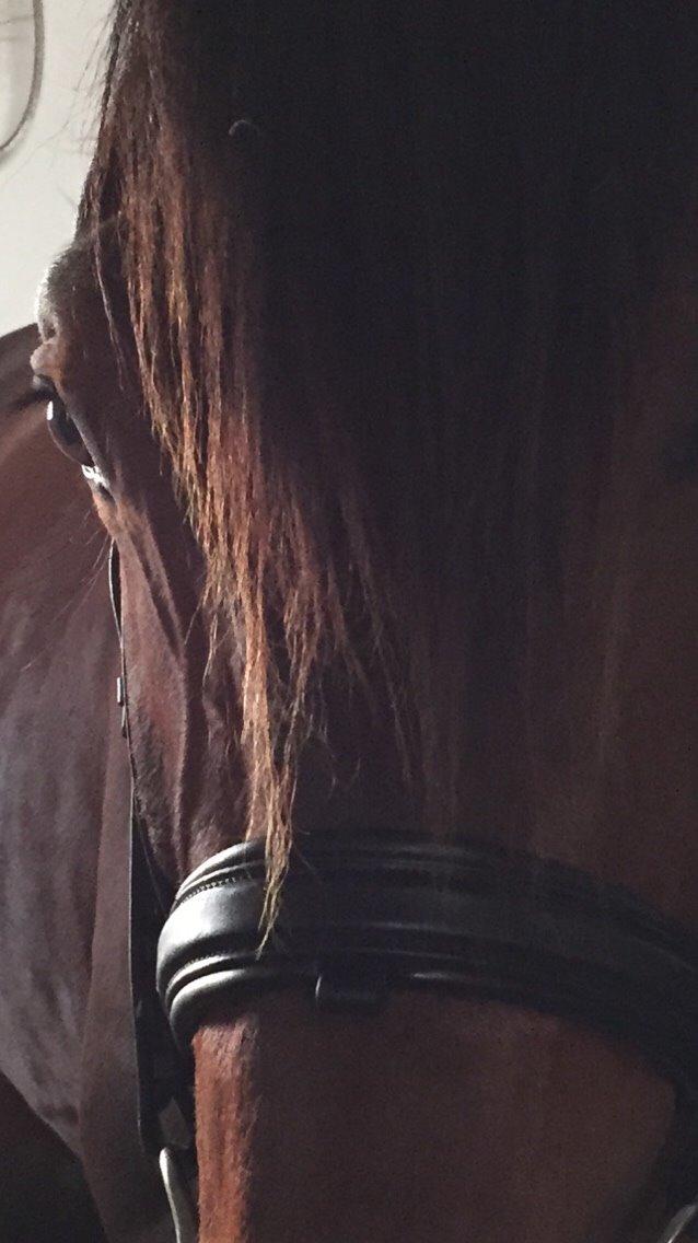 Dansk Varmblod Gredstedgaards Locksley billede 8