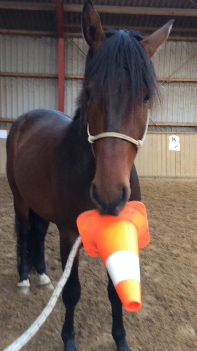 Dansk Varmblod Gredstedgaards Locksley billede 9