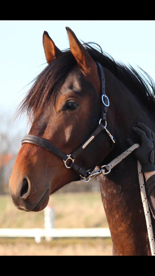 Dansk Varmblod Gredstedgaards Locksley billede 11