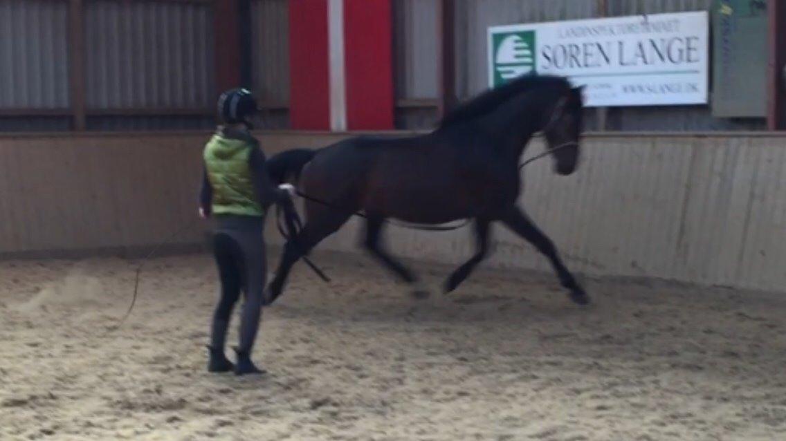 Dansk Varmblod Gredstedgaards Locksley billede 10