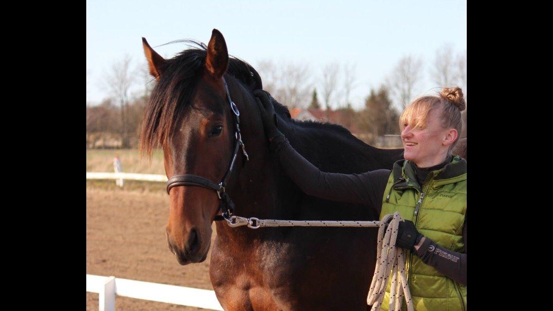 Dansk Varmblod Gredstedgaards Locksley billede 12