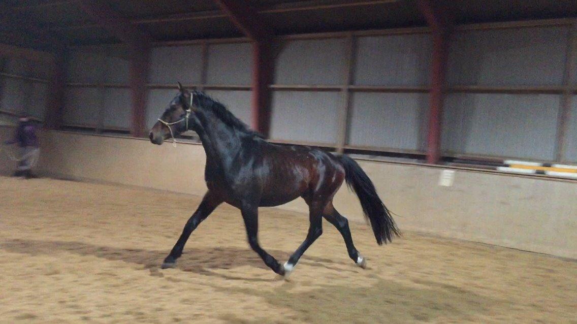 Dansk Varmblod Gredstedgaards Locksley billede 13