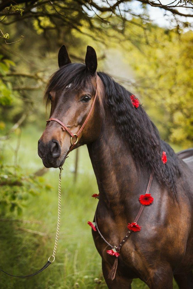 Anden særlig race Cointreau J - 30. maj 2015... Fotograf: Mig (Sandra Hornshøj Buus/Tales by Sipo) billede 8