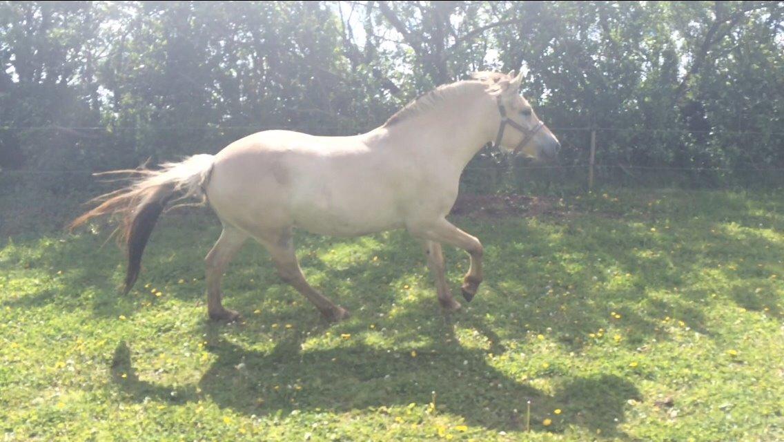 Fjordhest Munkegårdens sille billede 8