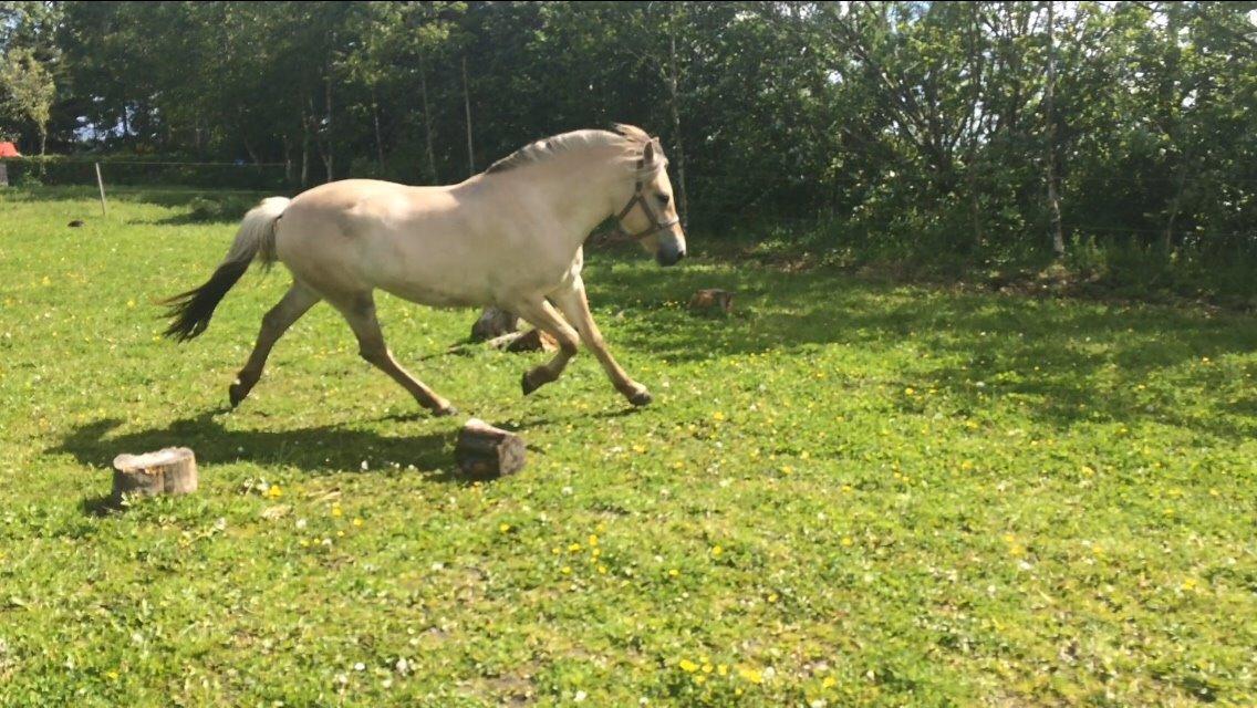 Fjordhest Munkegårdens sille billede 9