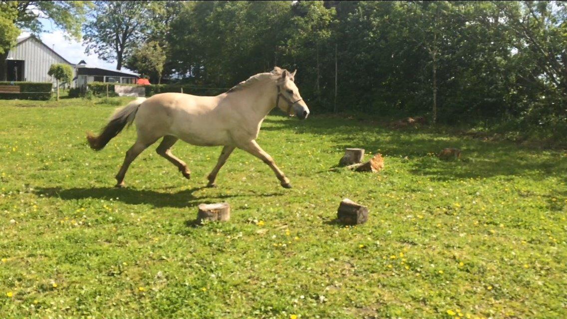 Fjordhest Munkegårdens sille billede 10
