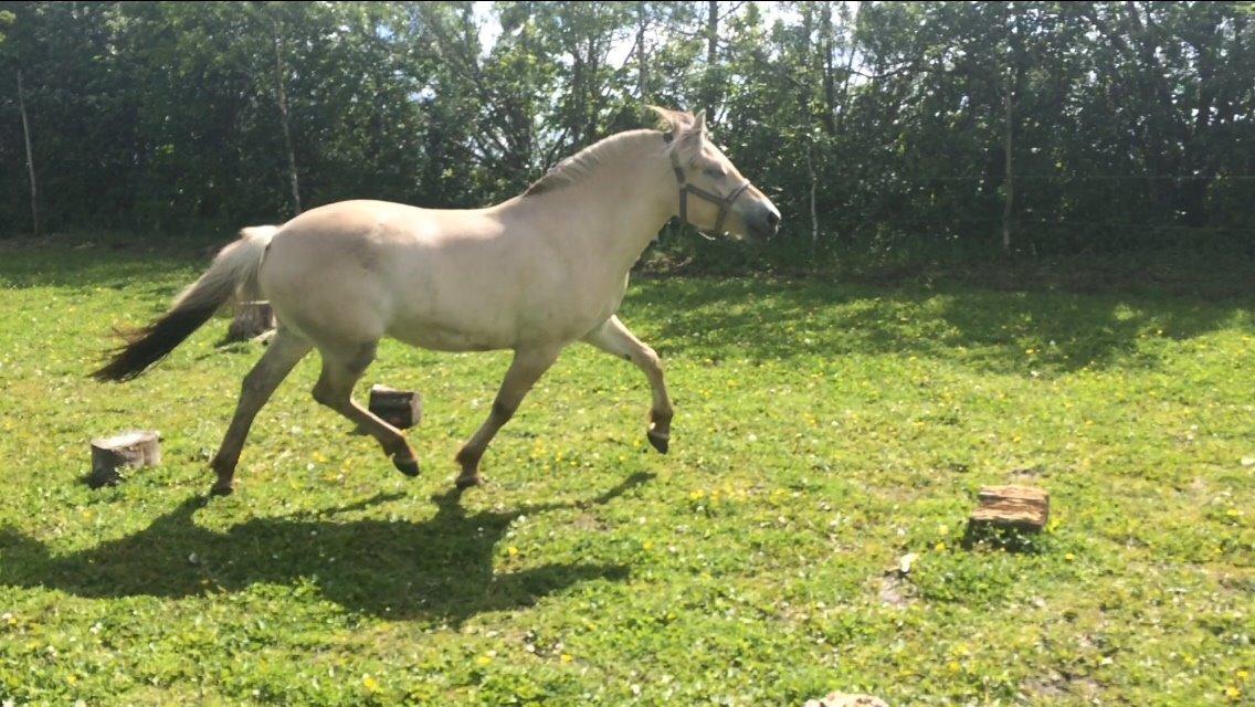 Fjordhest Munkegårdens sille billede 11