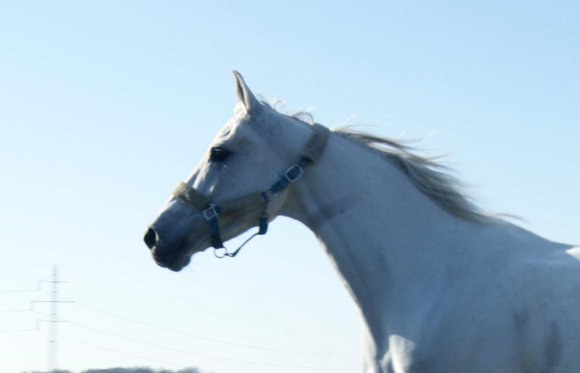 Anden særlig race Just My Luck (Lucky) - Forår 2015 billede 3