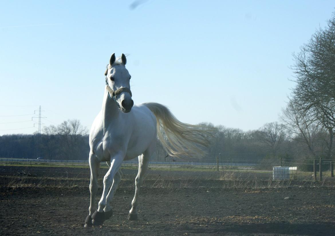 Anden særlig race Just My Luck (Lucky) - Forår 2015 billede 2