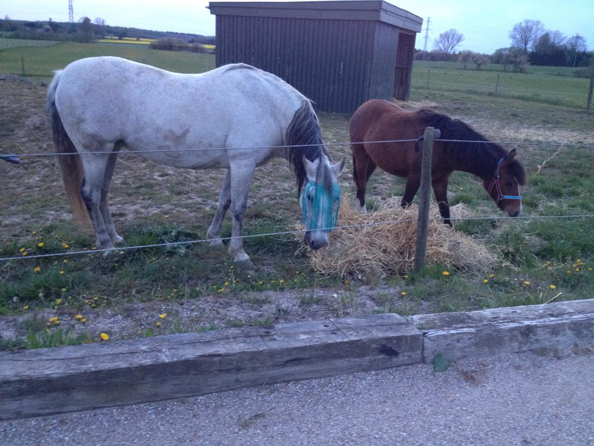 Welsh Partbred (Sec F) jerichau´s fie billede 2