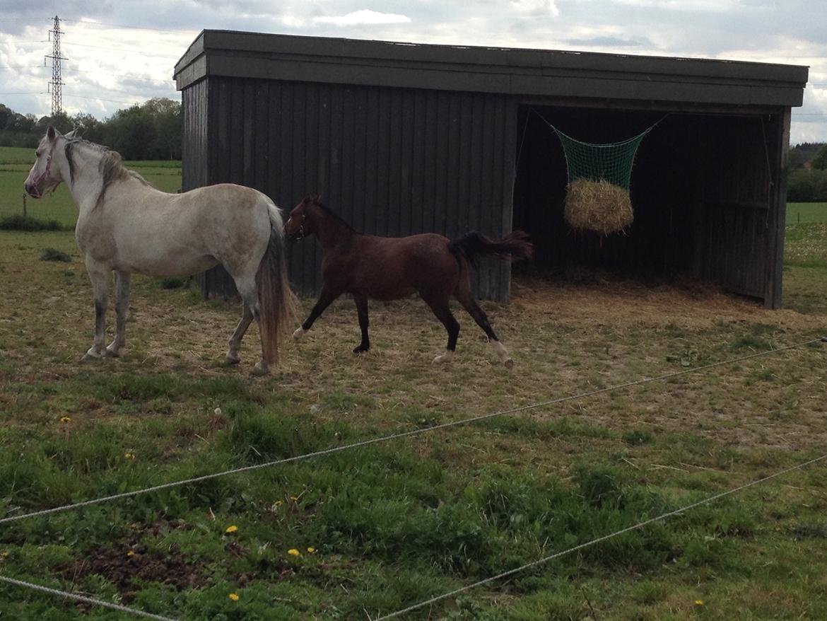 Welsh Partbred (Sec F) jerichau´s fie billede 4