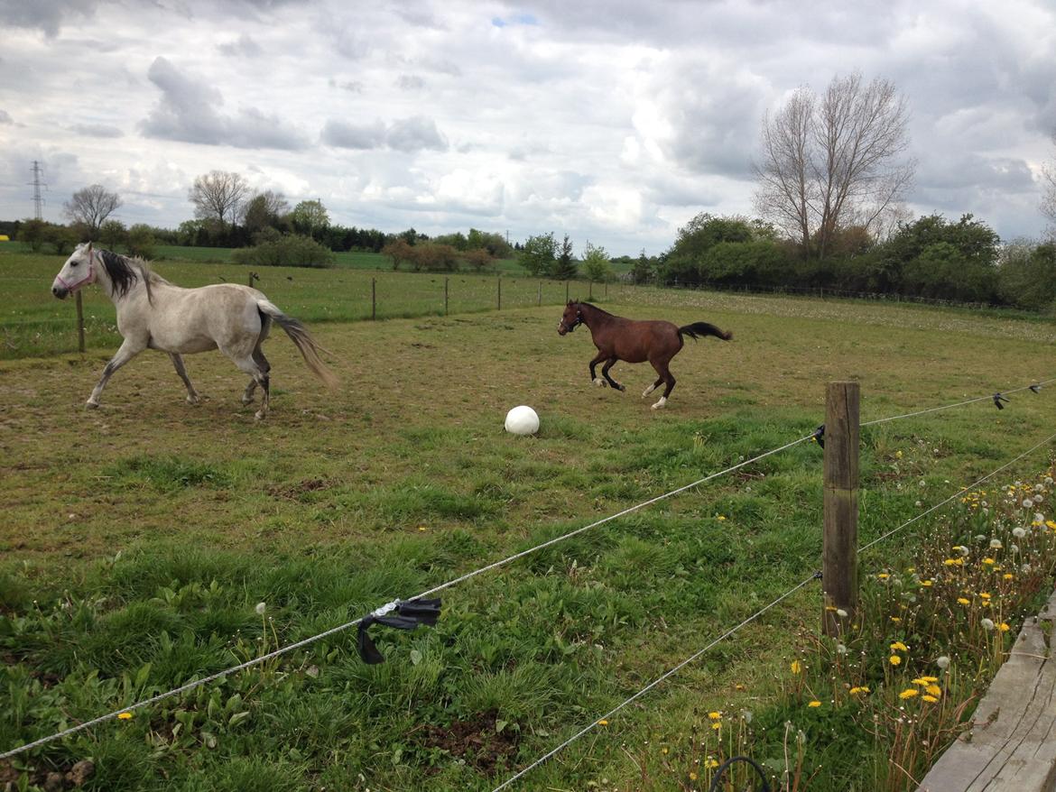 Welsh Partbred (Sec F) jerichau´s fie billede 3