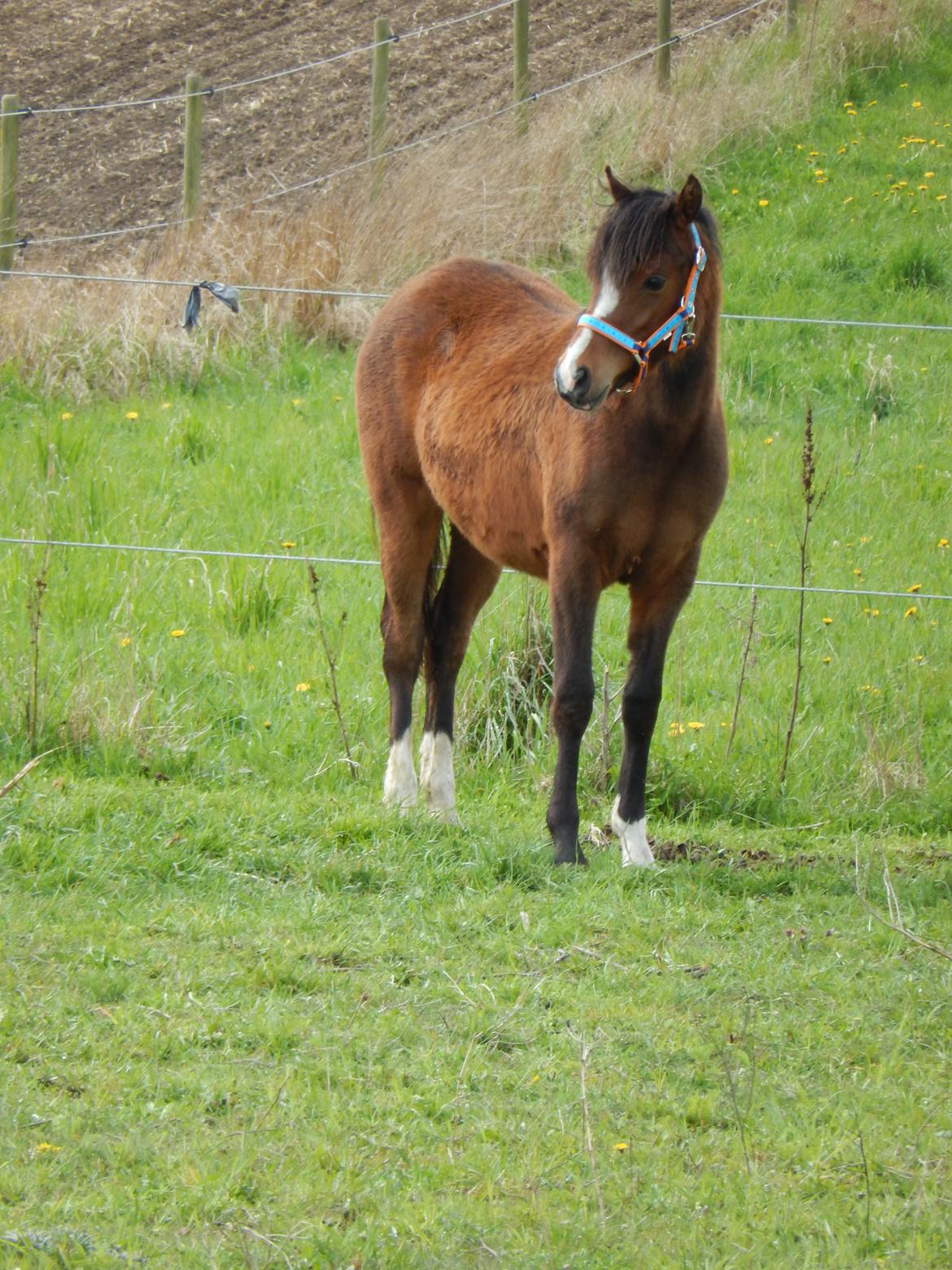 Welsh Partbred (Sec F) jerichau´s fie billede 5