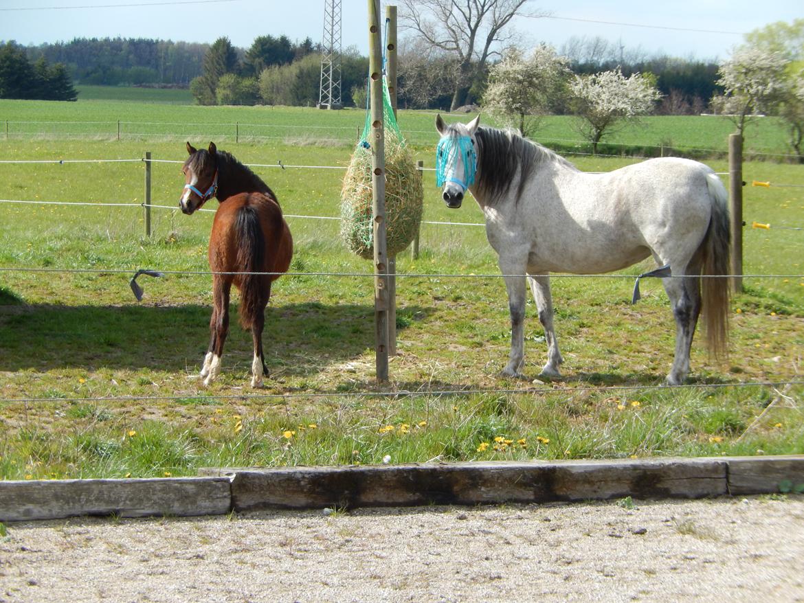 Welsh Partbred (Sec F) jerichau´s fie billede 6