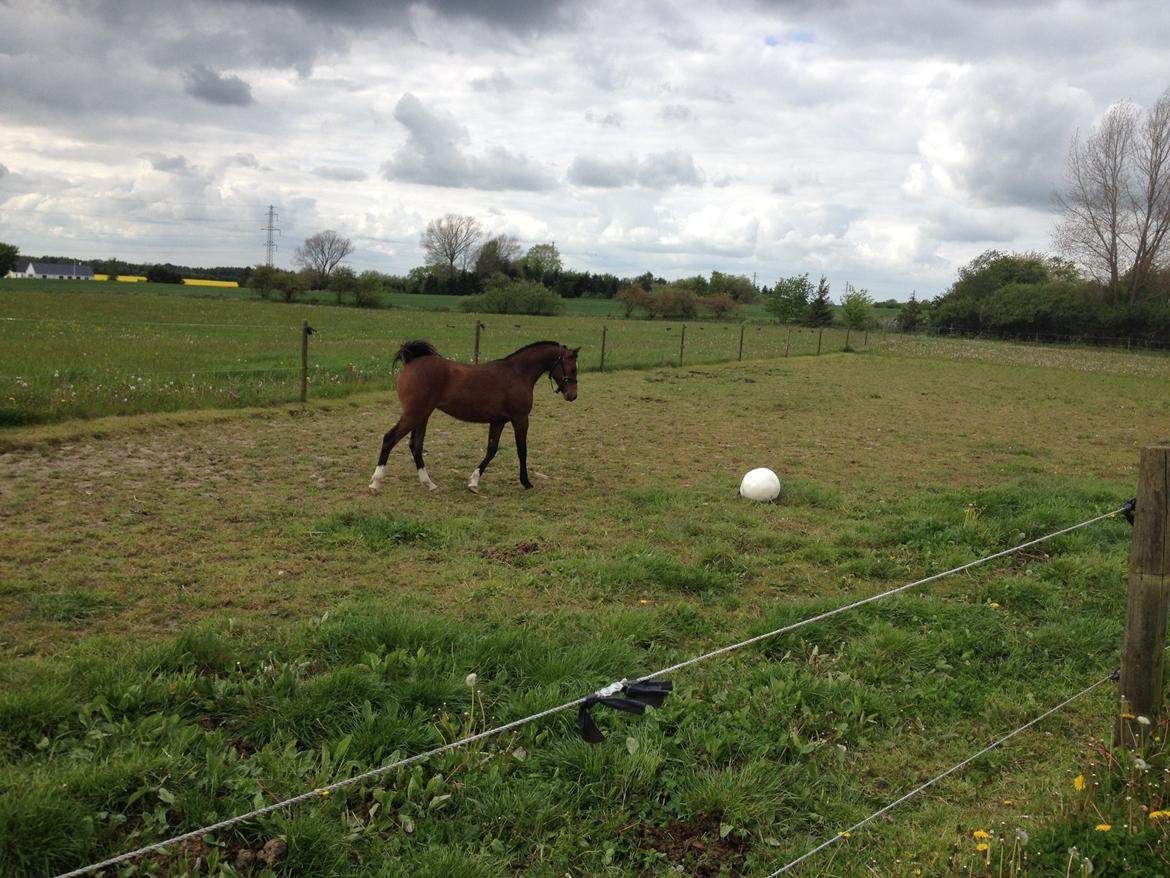 Welsh Partbred (Sec F) jerichau´s fie billede 8