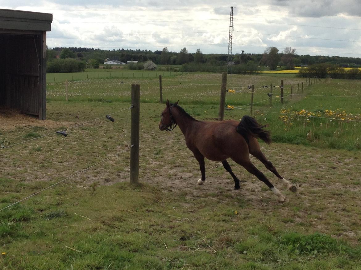 Welsh Partbred (Sec F) jerichau´s fie billede 1