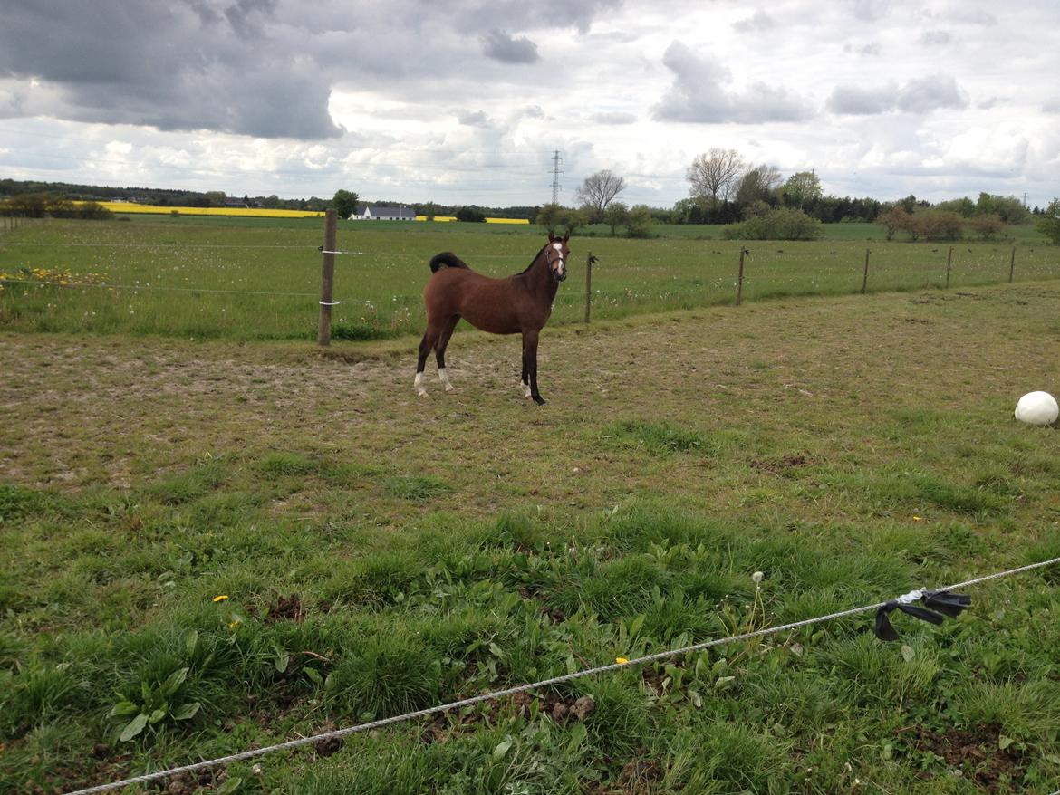 Welsh Partbred (Sec F) jerichau´s fie billede 7