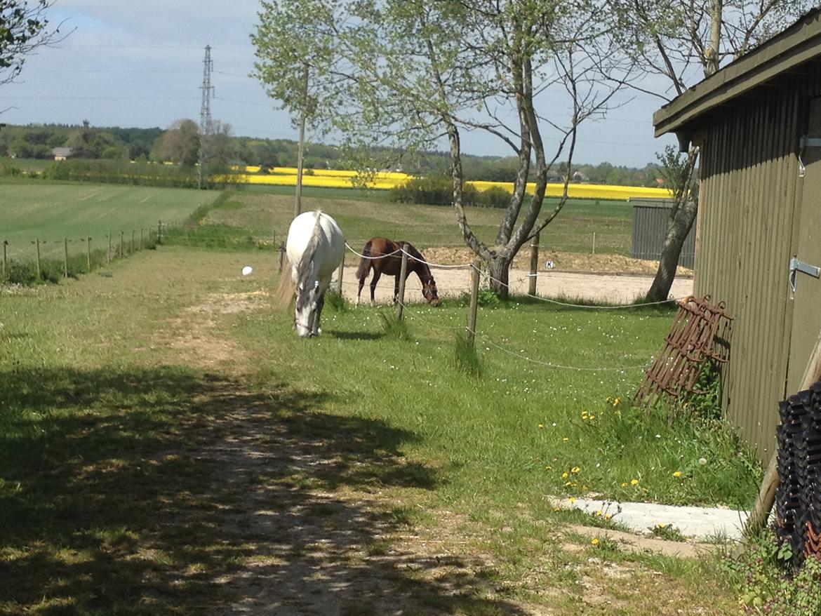 Welsh Partbred (Sec F) jerichau´s fie billede 9