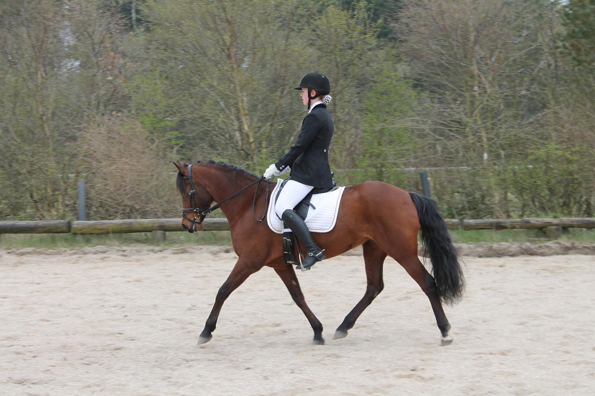 DSP Bæklunds Camikka billede 10