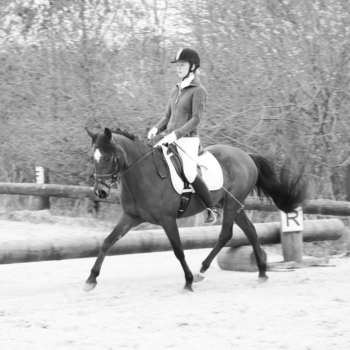 DSP Bæklunds Camikka billede 16