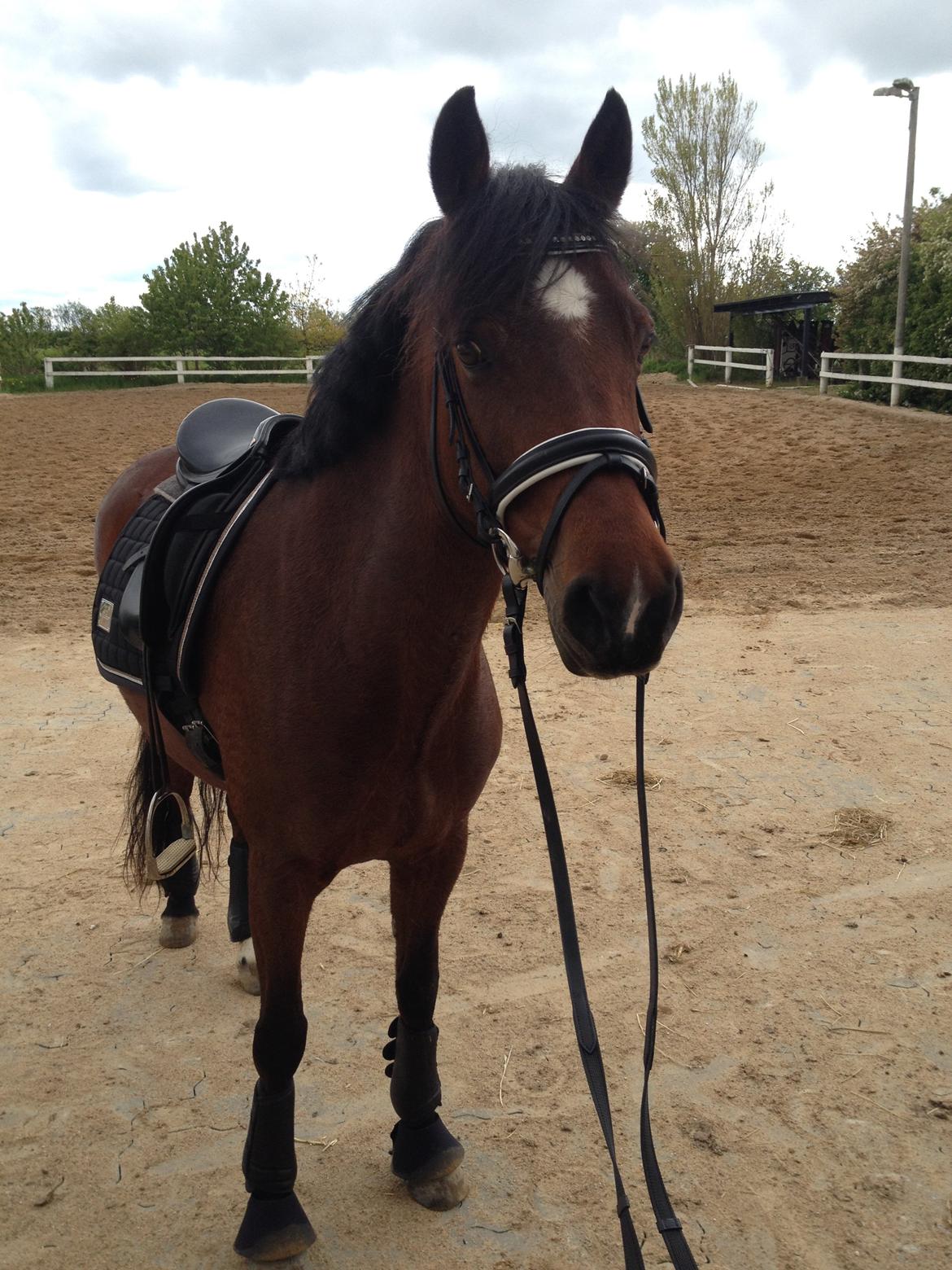 DSP Bæklunds Camikka billede 18