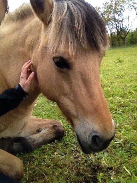 Fjordhest Nelly <3 billede 15