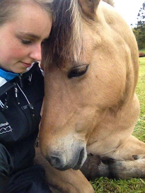Fjordhest Nelly <3 billede 13
