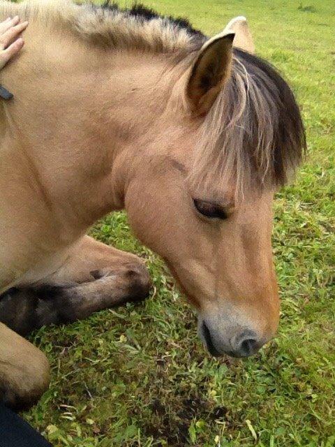 Fjordhest Nelly <3 billede 17