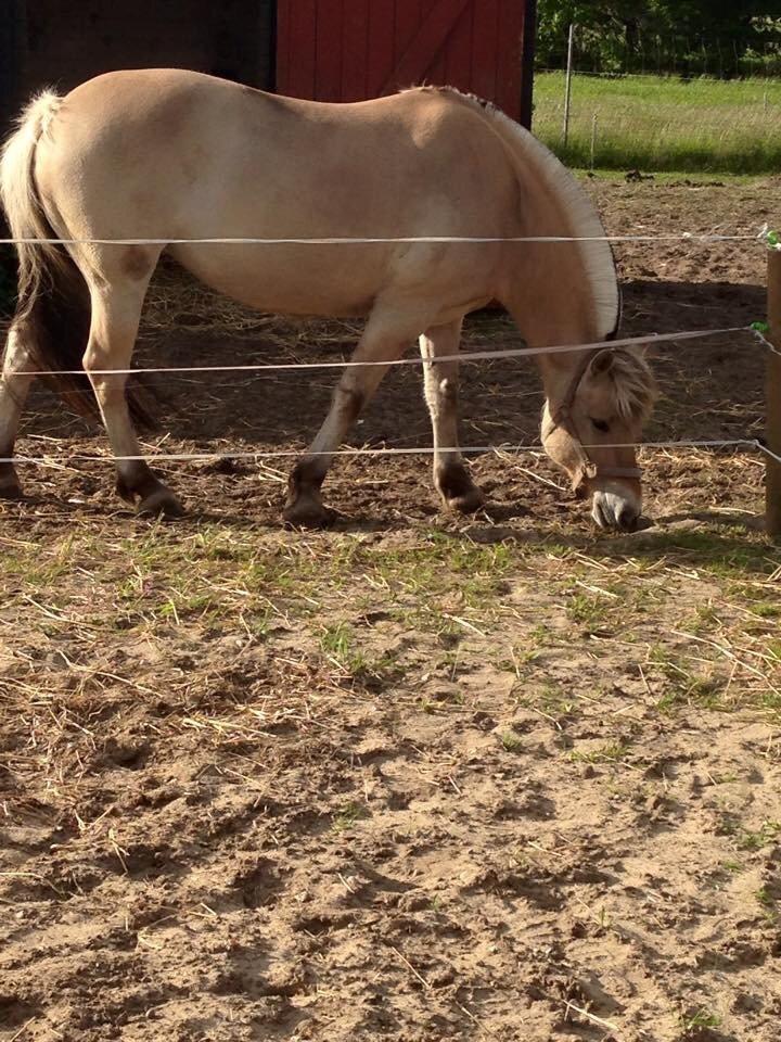 Fjordhest Thilde billede 29