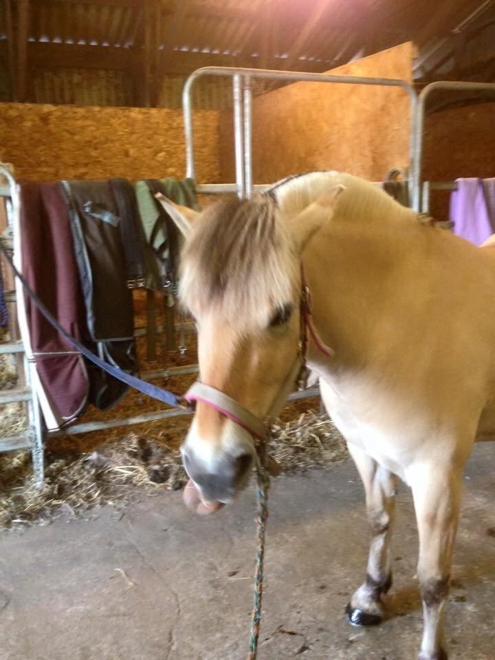Fjordhest Thilde billede 31