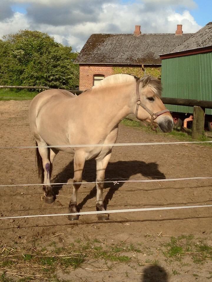 Fjordhest Thilde billede 30