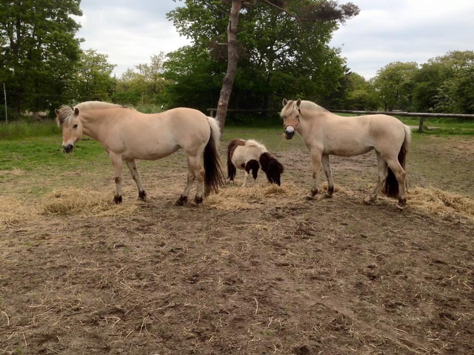 Fjordhest Thilde billede 33