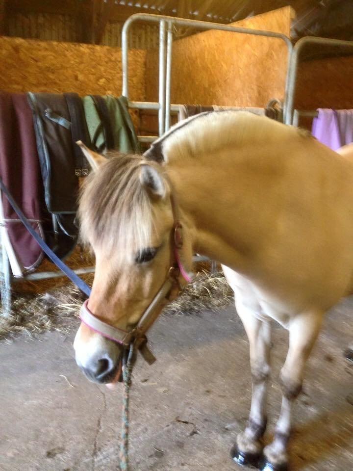 Fjordhest Thilde billede 32