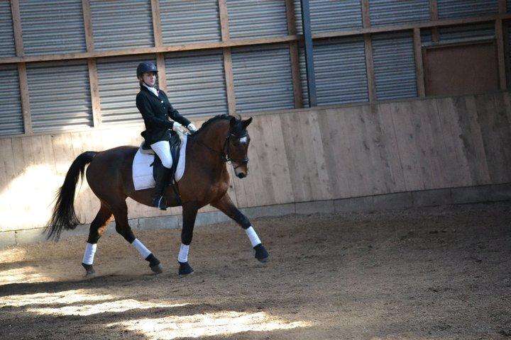 Anden særlig race Lacoste - Tidl ejeres billede. billede 2