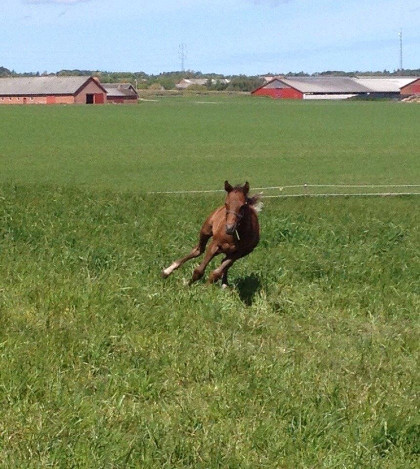 DSP SØGAARDS MR. GREY MOON billede 10