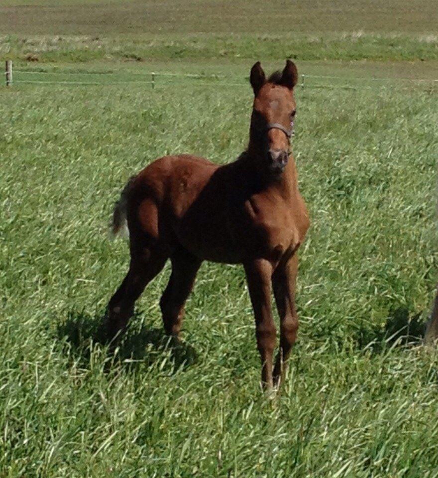 DSP SØGAARDS MR. GREY MOON billede 11