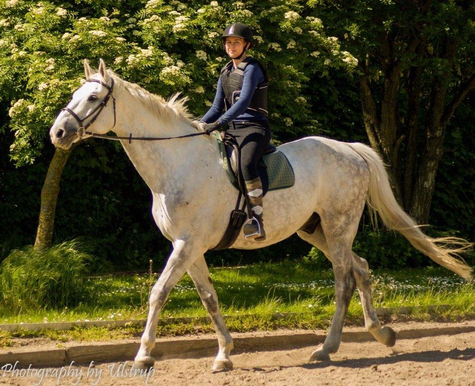 Dansk Varmblod Cassanova billede 4