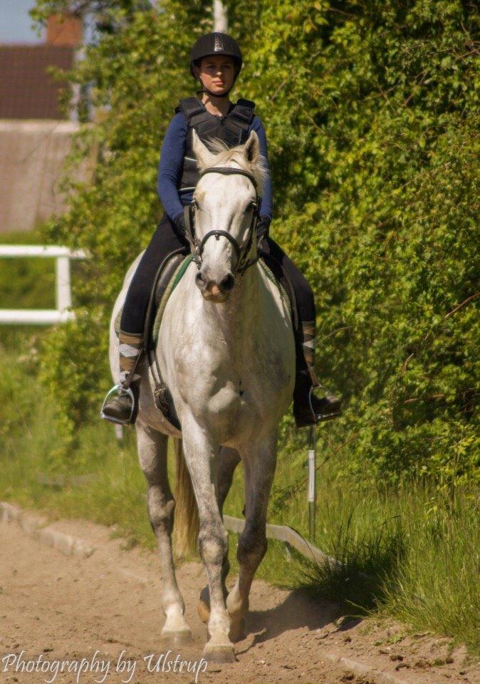 Dansk Varmblod Cassanova billede 5