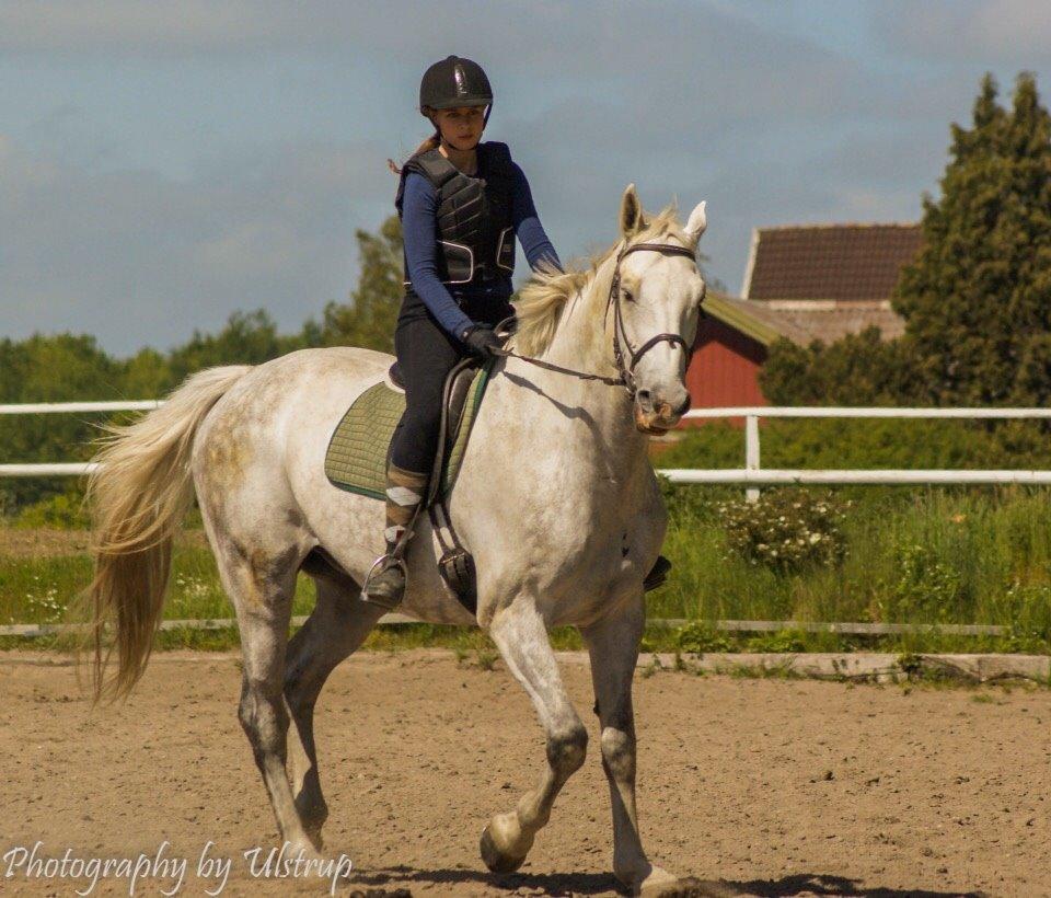 Dansk Varmblod Cassanova billede 6