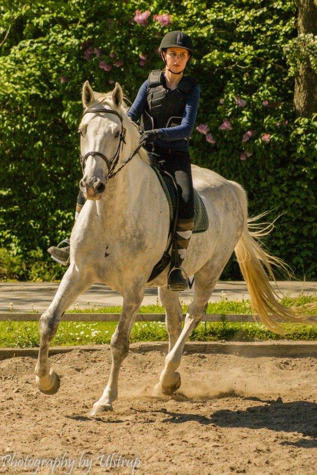 Dansk Varmblod Cassanova billede 7