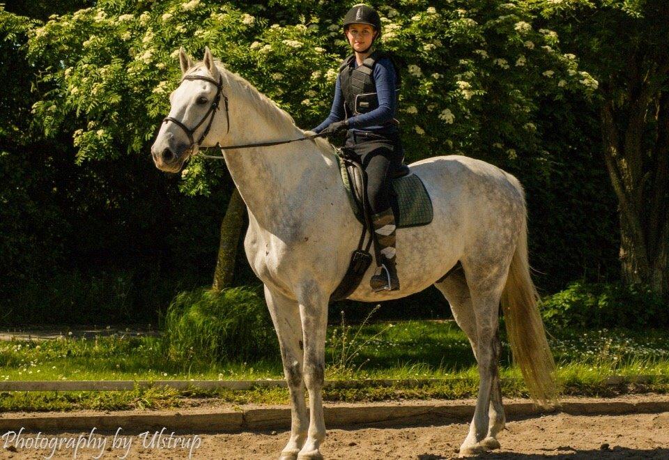 Dansk Varmblod Cassanova billede 1