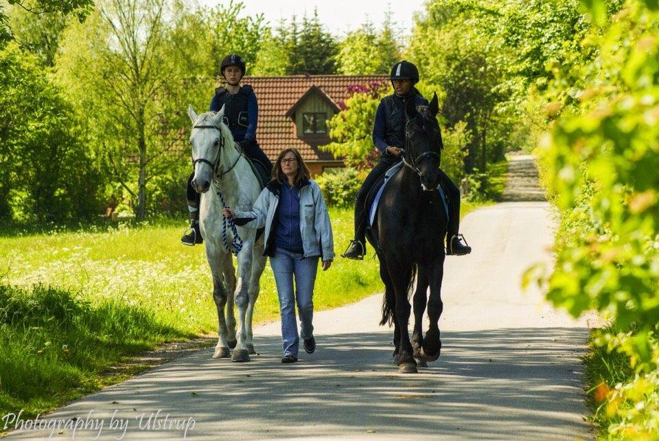 Dansk Varmblod Cassanova - Cassanova er kun 5 år gammel, og derfor meget uerfaren! Derfor går min mor ved siden af ham de første gange vi red ned af vejen og mod skoven :) Det beroligere ham mere :) billede 9