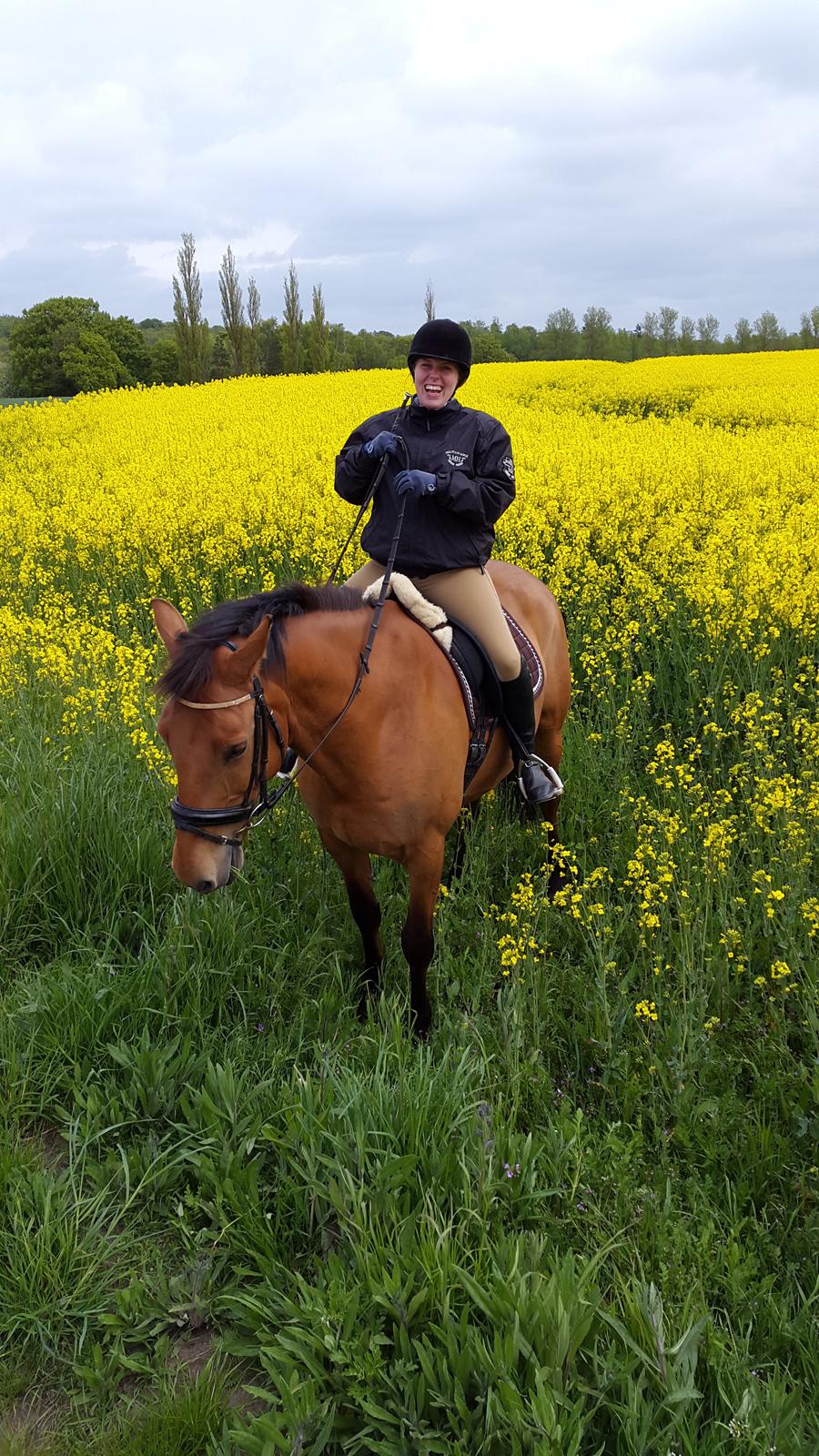 Anden særlig race Prins Charman ( Tidl hest) billede 7