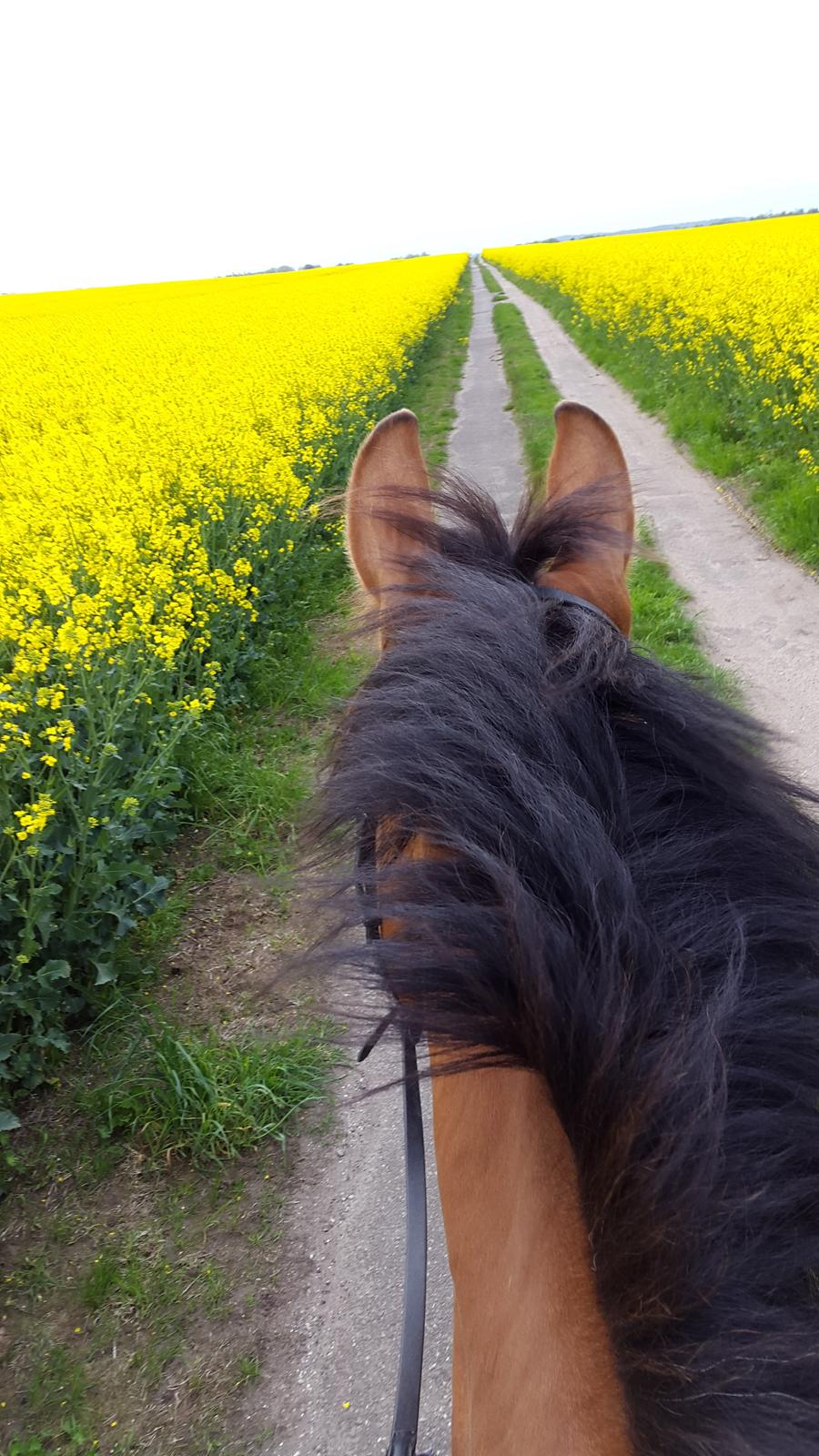 Anden særlig race Prins Charman ( Tidl hest) billede 9